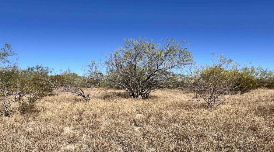 Alejandrenas Rd, Zapata, Texas 78076, ,Land,For Sale,Alejandrenas Rd,20261604
