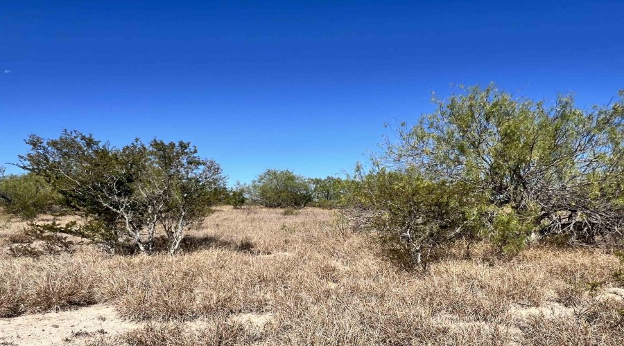 Alejandrenas Rd, Zapata, Texas 78076, ,Land,For Sale,Alejandrenas Rd,20261604