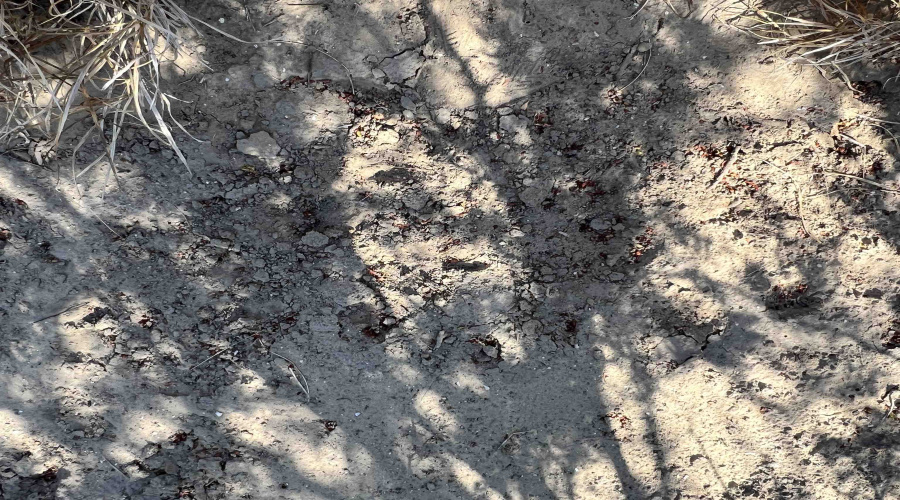 Alejandrenas Rd, Zapata, Texas 78076, ,Land,For Sale,Alejandrenas Rd,20261604