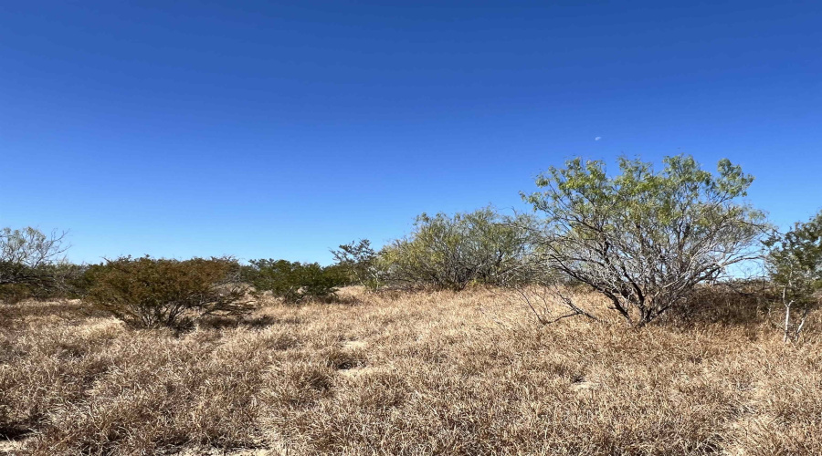 Alejandrenas Rd, Zapata, Texas 78076, ,Land,For Sale,Alejandrenas Rd,20261604
