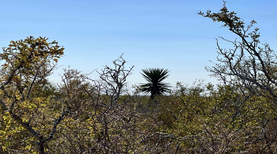 Alejandrenas Rd, Zapata, Texas 78076, ,Land,For Sale,Alejandrenas Rd,20261604