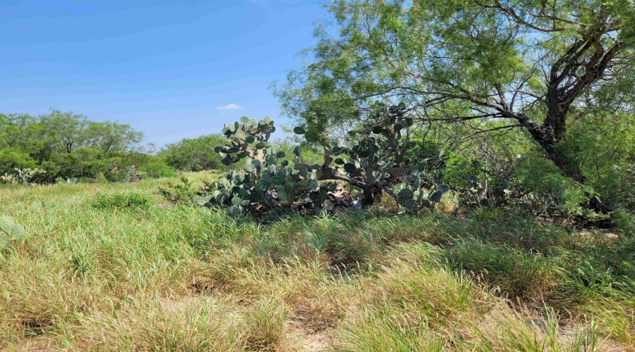 1003 U.S. Hwy 359, Aguilares, Texas 78369, ,Land,For Sale,1003 U.S. Hwy 359,20261616