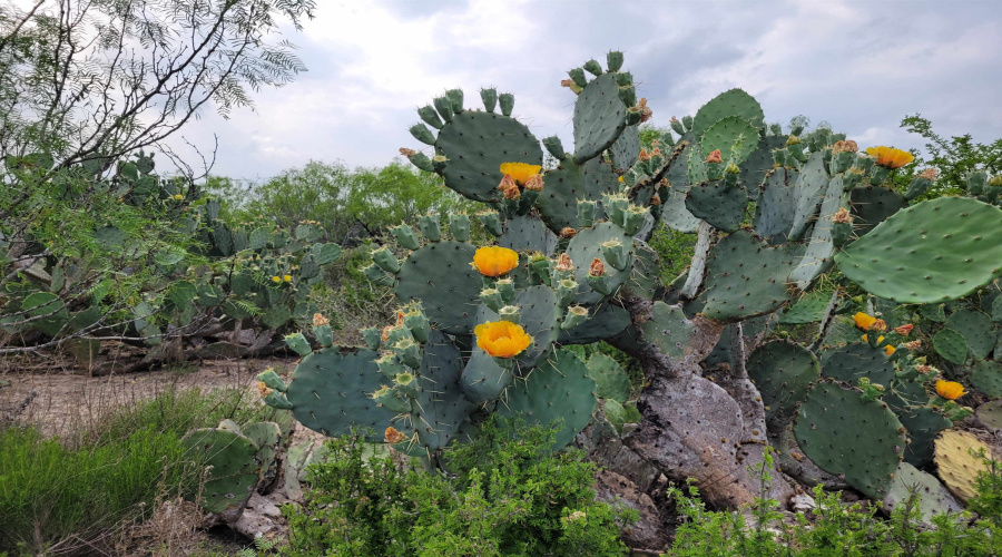 1003 U.S. Hwy 359, Aguilares, Texas 78369, ,Land,For Sale,1003 U.S. Hwy 359,20261616