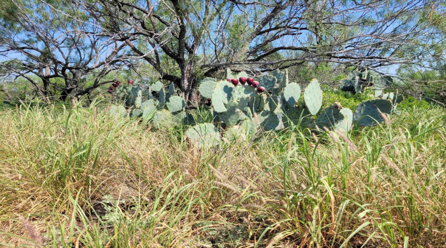 1003 U.S. Hwy 359, Aguilares, Texas 78369, ,Land,For Sale,1003 U.S. Hwy 359,20261616