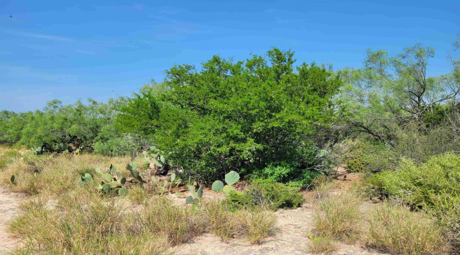 1003 U.S. Hwy 359, Aguilares, Texas 78369, ,Land,For Sale,1003 U.S. Hwy 359,20261616