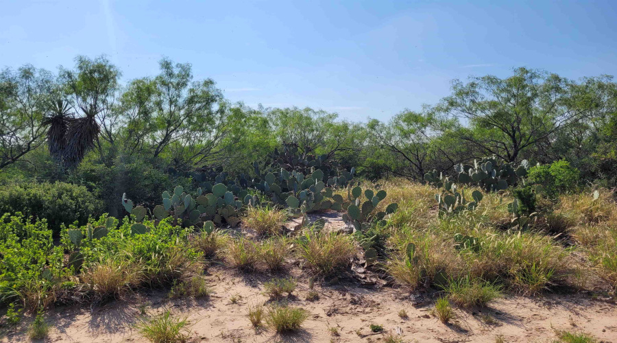 1003 U.S. Hwy 359, Aguilares, Texas 78369, ,Land,For Sale,1003 U.S. Hwy 359,20261616