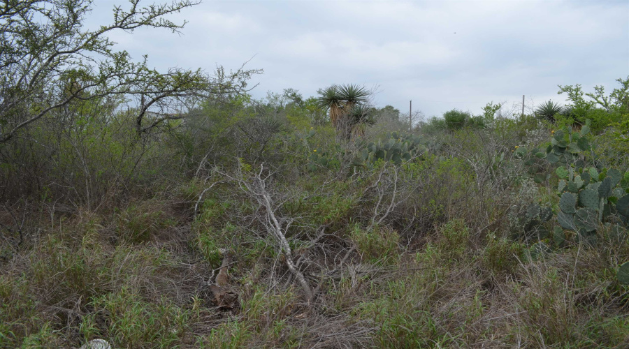 5107 Grande Lane, Zapata, Texas 78076, ,Land,For Sale,5107 Grande Lane,20261813