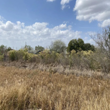 5409 Romeo Ln., Zapata, Texas 78076, ,Land,For Sale,5409 Romeo Ln.,20262183