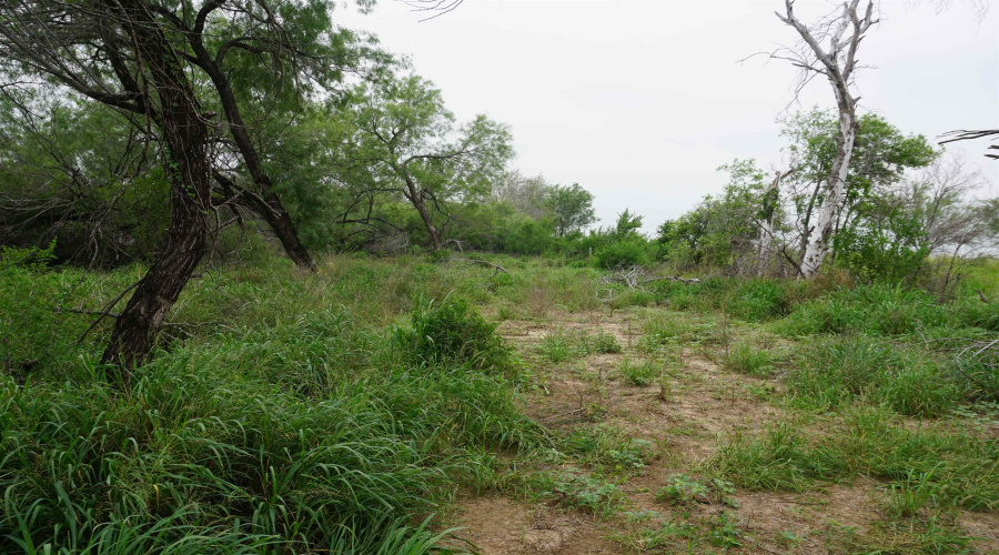 ABST 209 J V Borrego Grant, San Ygnacio, Texas 78067, ,Land,For Sale,ABST 209 J V Borrego Grant,20262306