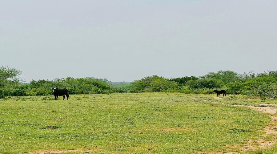 175 Ranch Road 8072C, Bruni, Texas 78344-0072, ,Land,For Sale,175 Ranch Road 8072C,20262344