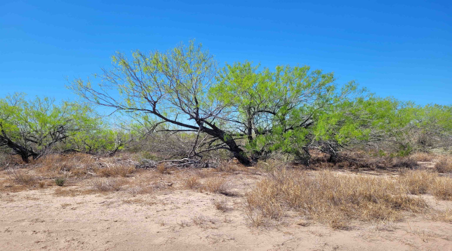 385 Ranch Road 7074C, Laredo, Texas 78043, ,Land,For Sale,385 Ranch Road 7074C,20262457