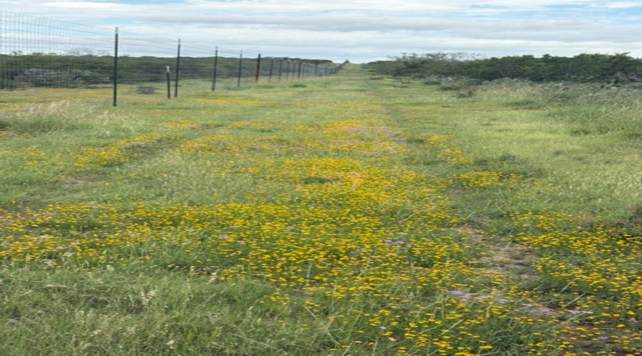 1065 S A-735 S-46 E L Taylor(35.00 ACS), Tilden, Texas 78072, ,Land,For Sale,1065 S A-735 S-46 E L Taylor(35.00 ACS),20262639