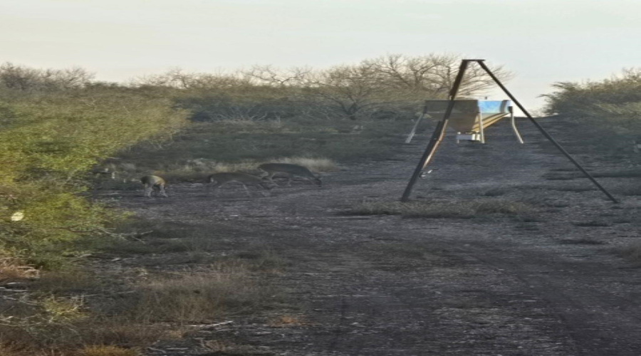 1065 S A-735 S-46 E L Taylor(35.00 ACS), Tilden, Texas 78072, ,Land,For Sale,1065 S A-735 S-46 E L Taylor(35.00 ACS),20262639