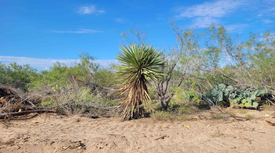 1000 ABST 1637 SUR 471, Aguilares, Texas 78369, ,Land,For Sale,1000 ABST 1637 SUR 471,20262698