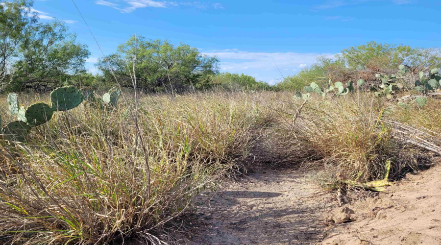 1000 ABST 1637 SUR 471, Aguilares, Texas 78369, ,Land,For Sale,1000 ABST 1637 SUR 471,20262698