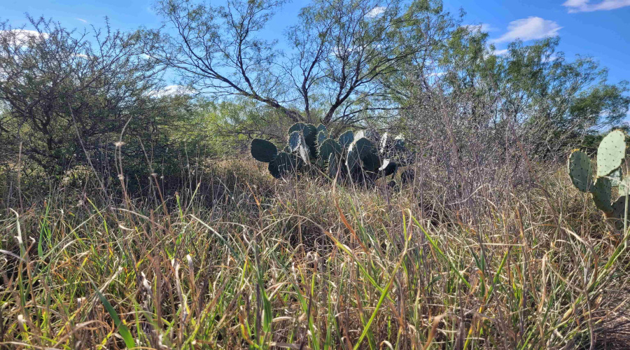 1000 ABST 1637 SUR 471, Aguilares, Texas 78369, ,Land,For Sale,1000 ABST 1637 SUR 471,20262698