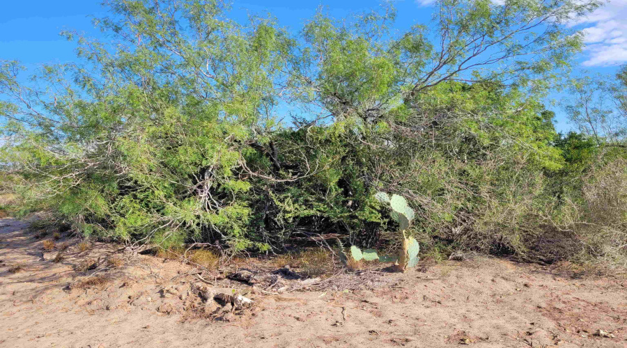 1000 ABST 1637 SUR 471, Aguilares, Texas 78369, ,Land,For Sale,1000 ABST 1637 SUR 471,20262698
