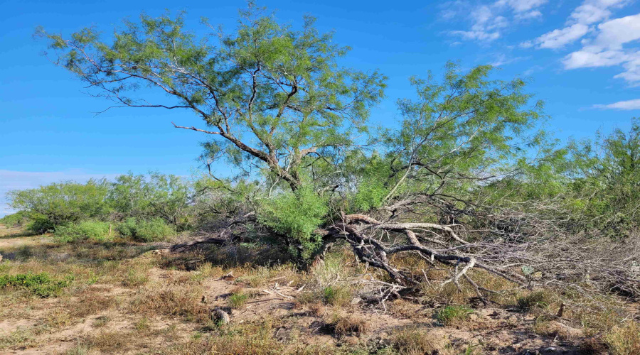 1000 ABST 1637 SUR 471, Aguilares, Texas 78369, ,Land,For Sale,1000 ABST 1637 SUR 471,20262698