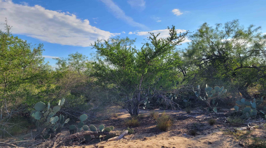 1000 ABST 1637 SUR 471, Aguilares, Texas 78369, ,Land,For Sale,1000 ABST 1637 SUR 471,20262698