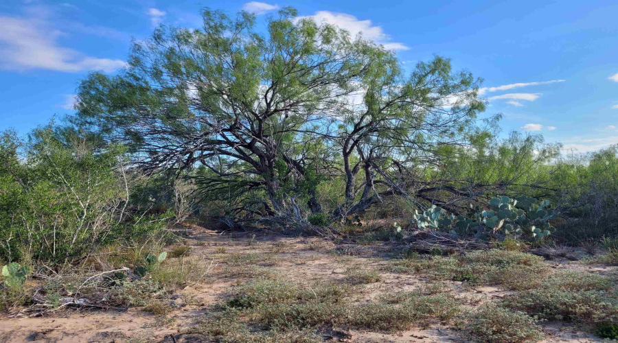 1000 ABST 1637 SUR 471, Aguilares, Texas 78369, ,Land,For Sale,1000 ABST 1637 SUR 471,20262698