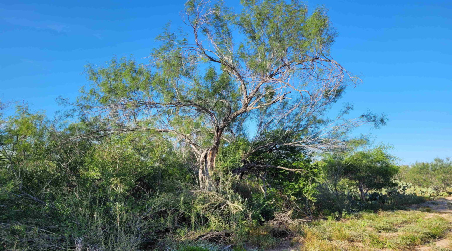 1000 ABST 1637 SUR 471, Aguilares, Texas 78369, ,Land,For Sale,1000 ABST 1637 SUR 471,20262698