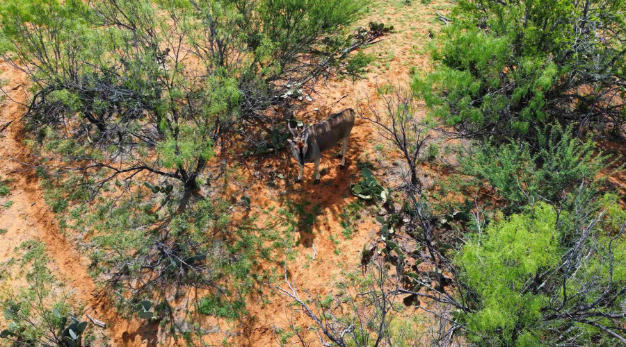 1365 Ranch Rd 6252B, Laredo, Texas 78045, ,Land,For Sale,1365 Ranch Rd 6252B,20262801