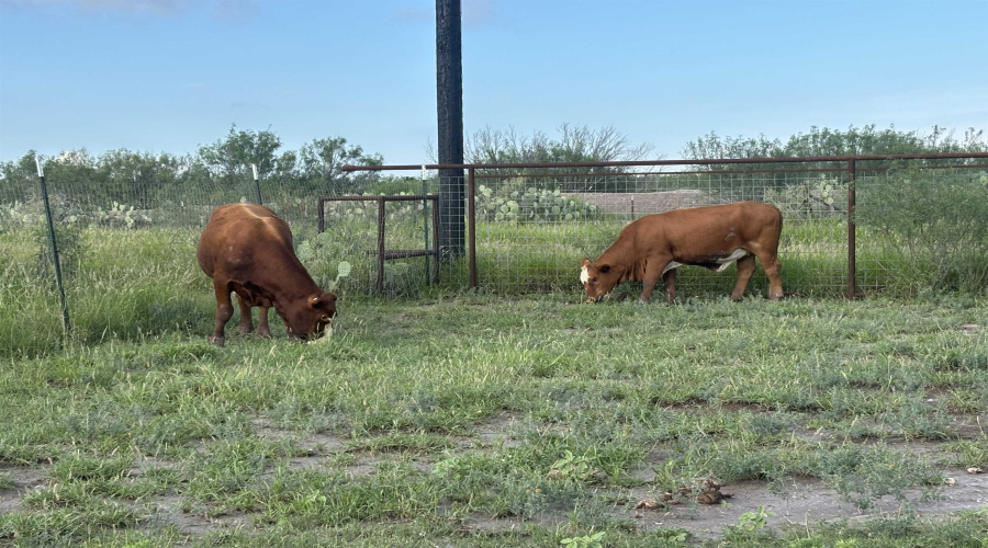 444 Camino Don Antonio, Laredo, Texas 78044, ,Land,For Sale,444 Camino Don Antonio,20262877