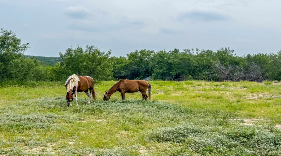 122 Los Potreritos Rd, San Ygnacio, Texas 78067, 4 Bedrooms Bedrooms, 6 Rooms Rooms,2 BathroomsBathrooms,Residential,For Sale,122 Los Potreritos Rd,20262932