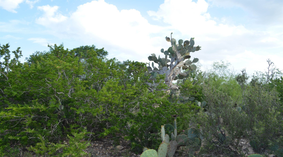 Lot 92 Los Centenarios, Laredo, Texas 78043, ,Land,For Sale,Lot 92 Los Centenarios,20263312