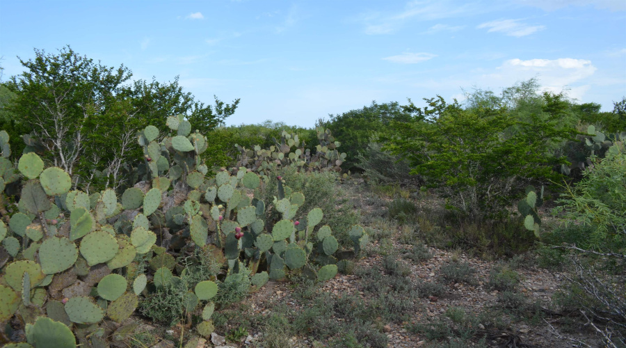 Lot 92 Los Centenarios, Laredo, Texas 78043, ,Land,For Sale,Lot 92 Los Centenarios,20263312