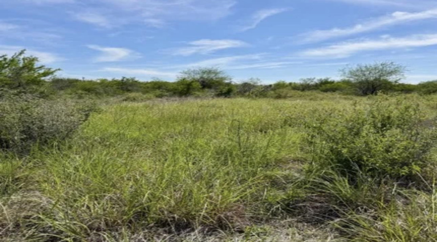 ABST 163 J W Dennis Tract 3, George West, Texas 78022, ,Land,For Sale,ABST 163 J W Dennis Tract 3,20263332