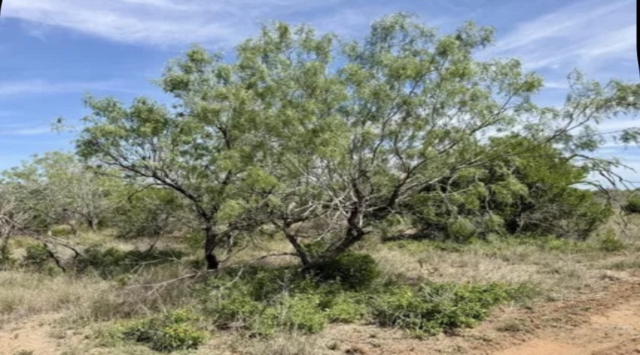 ABST 163 J W Dennis Tract 3, George West, Texas 78022, ,Land,For Sale,ABST 163 J W Dennis Tract 3,20263332