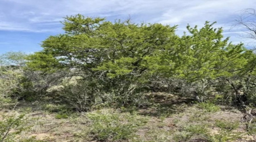 ABST 163 J W Dennis Tract 3, George West, Texas 78022, ,Land,For Sale,ABST 163 J W Dennis Tract 3,20263332