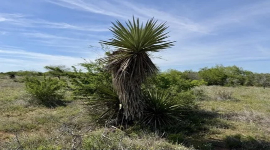 ABST 163 J W Dennis Tract 3, George West, Texas 78022, ,Land,For Sale,ABST 163 J W Dennis Tract 3,20263332