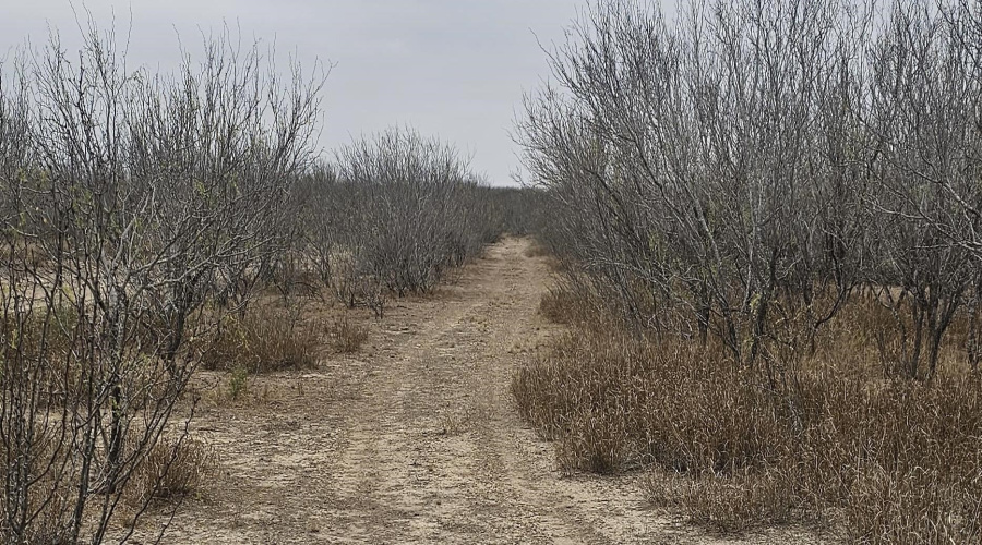 OUT OF AREA, CRYSTAL, Texas 78839, ,Land,For Sale,OUT OF AREA,20263419