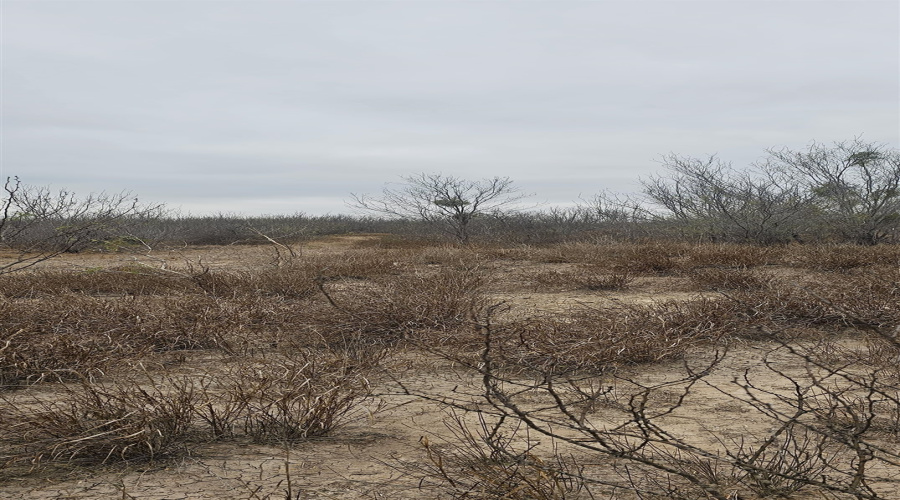 OUT OF AREA, CRYSTAL, Texas 78839, ,Land,For Sale,OUT OF AREA,20263419