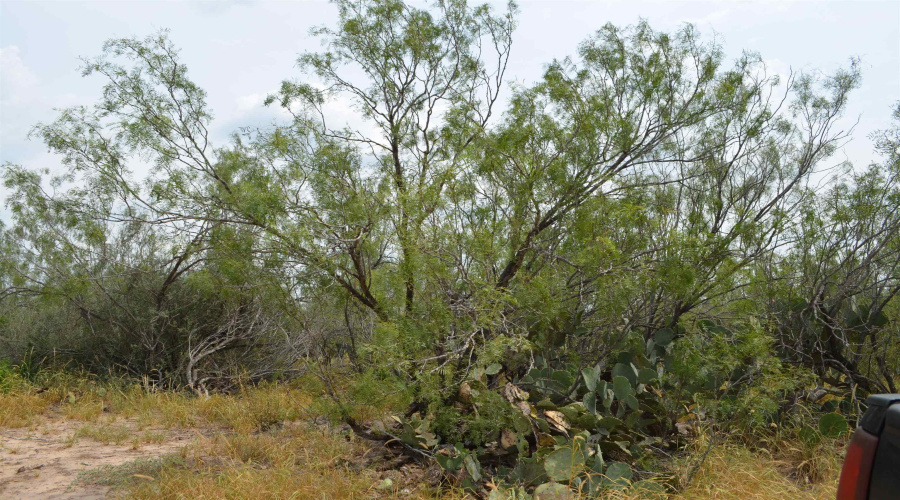 10 Acres U.S. Hwy 359, Laredo, Texas 78043, ,Land,For Sale,10 Acres U.S. Hwy 359,20263481