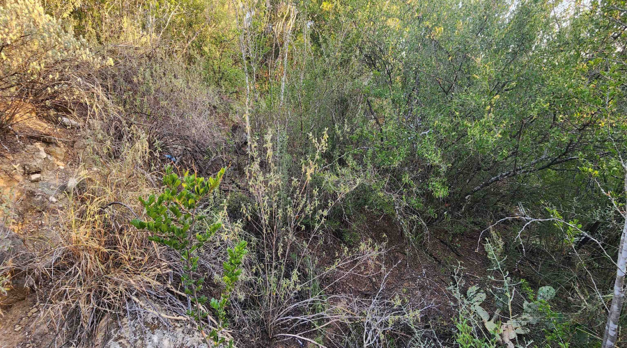 5303 Juan Lane, Zapata, Texas 78076, ,Land,For Sale,5303 Juan Lane,20263744