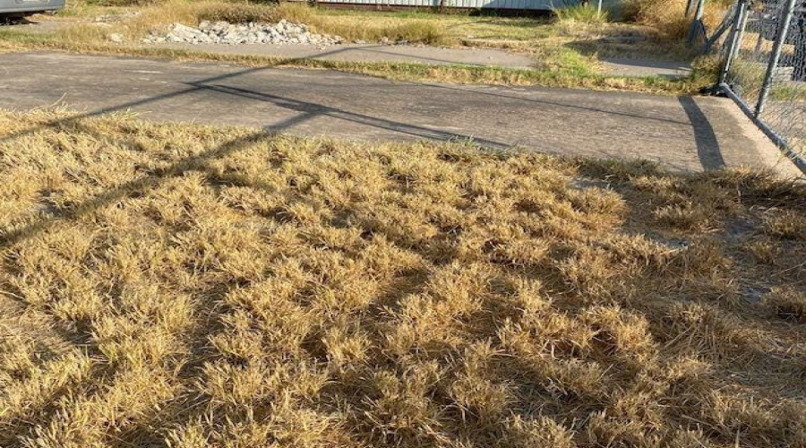 503 Lobo Lp, Laredo, Texas 78045, ,Land,For Sale,503 Lobo Lp,20263816