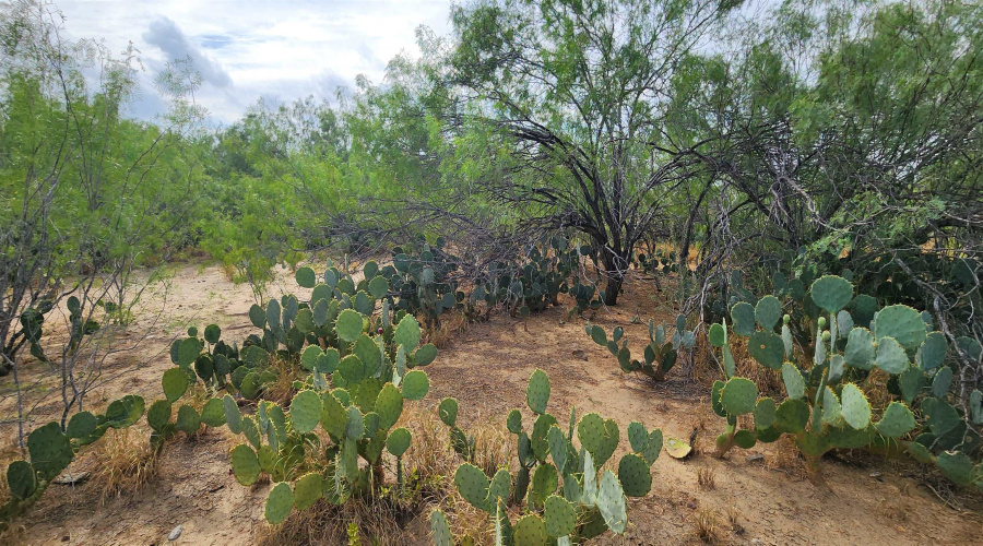 146 Doyle St., Zapata, Texas 78076, ,Land,For Sale,146 Doyle St.,20263952