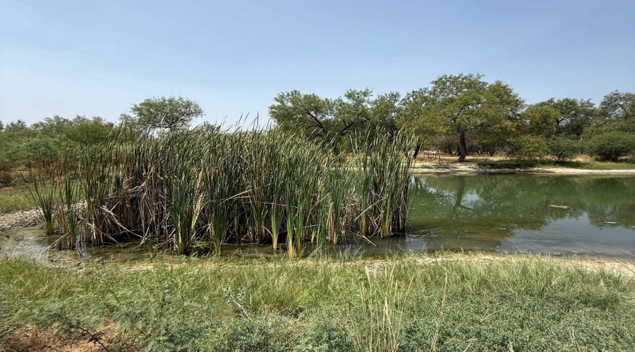 992 Jordan Rd., ENCINAL, Texas 78019, ,Land,For Sale,992 Jordan Rd.,20264091