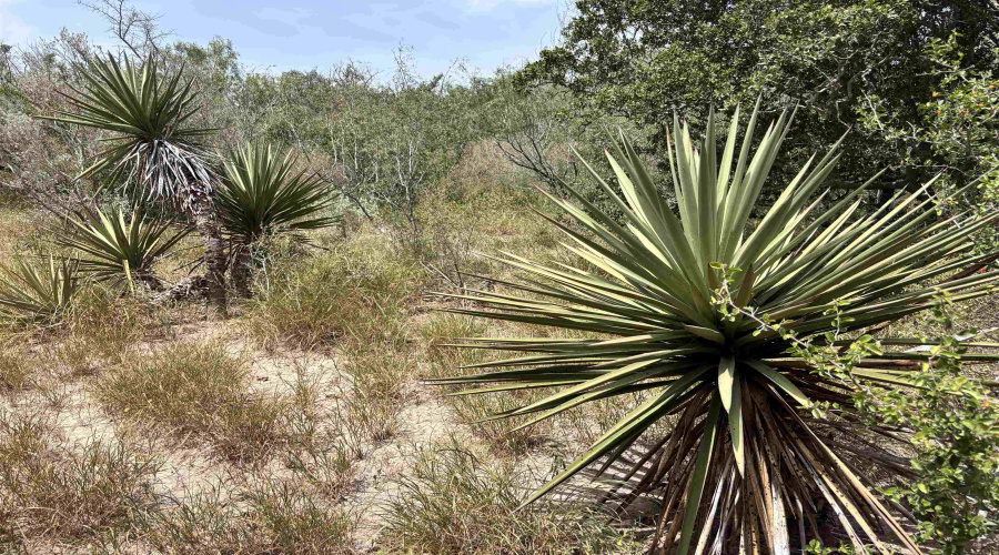 0 U.S. Hwy 359, Benavides, Texas 78349, ,Land,For Sale,0 U.S. Hwy 359,20264127
