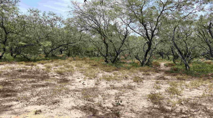 0 U.S. Hwy 359, Benavides, Texas 78349, ,Land,For Sale,0 U.S. Hwy 359,20264127