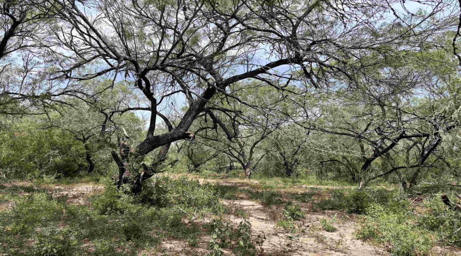 0 U.S. Hwy 359, Benavides, Texas 78349, ,Land,For Sale,0 U.S. Hwy 359,20264127