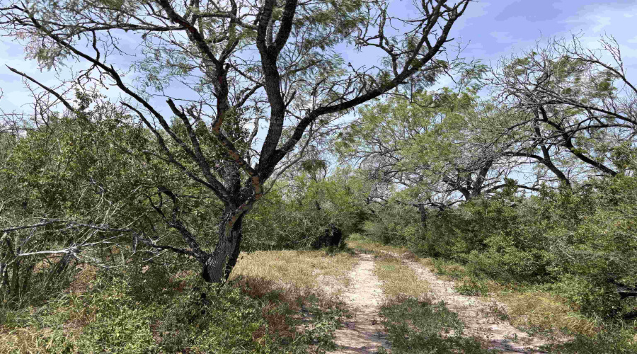 0 U.S. Hwy 359, Benavides, Texas 78349, ,Land,For Sale,0 U.S. Hwy 359,20264127