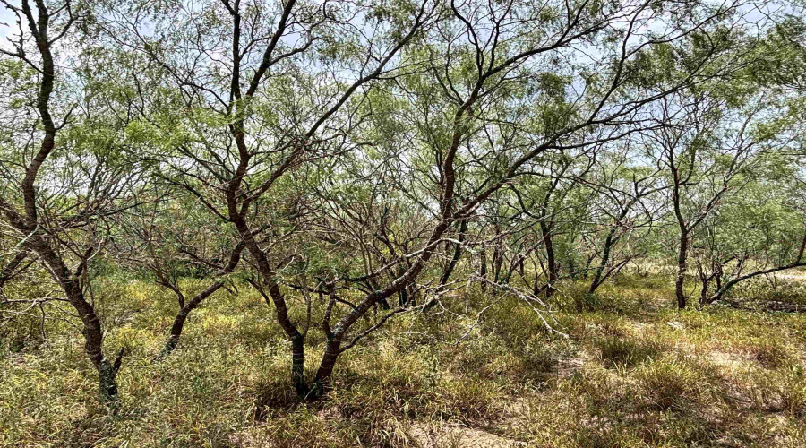 0 U.S. Hwy 359, Benavides, Texas 78349, ,Land,For Sale,0 U.S. Hwy 359,20264127