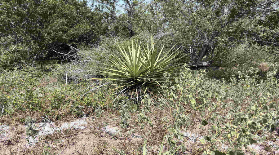 0 U.S. Hwy 359, Benavides, Texas 78349, ,Land,For Sale,0 U.S. Hwy 359,20264127