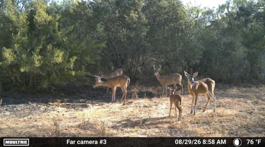 0 U.S. Hwy 359, Benavides, Texas 78349, ,Land,For Sale,0 U.S. Hwy 359,20264127