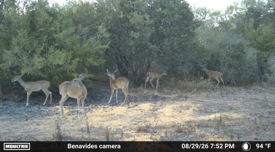 0 U.S. Hwy 359, Benavides, Texas 78349, ,Land,For Sale,0 U.S. Hwy 359,20264127