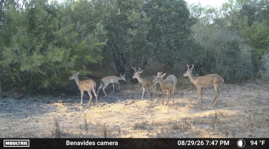 0 U.S. Hwy 359, Benavides, Texas 78349, ,Land,For Sale,0 U.S. Hwy 359,20264127
